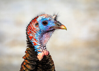 Wild Turkey, hen, close up, Manitoba, Canada