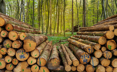 Holzstapel am Wegrand im Wald, Insel Rügen