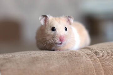 Fototapeta na wymiar Funny fluffy hamster close-up. Pet. Hamster looks into the camera close-up