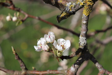 Old tree's flowers