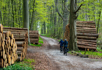Radfahrer zwischen Holzstapel am Wegrand im Wald, Insel Rügen