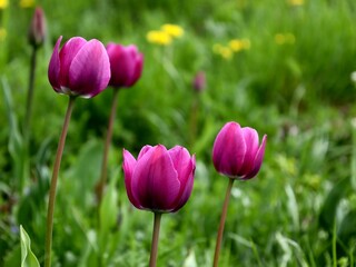 tulips in the garden