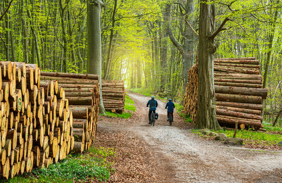 Radfahrer zwischen Holzstapel am Wegrand im Wald, Insel R&uuml;gen