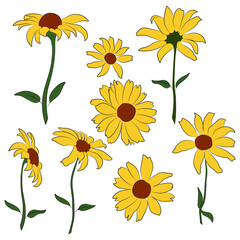 Set of open heliopsis blossom vector color, yellow illustration isolated on white background. Vector sketch style top view hand drawing of wild, heliopsis, false sunflower.