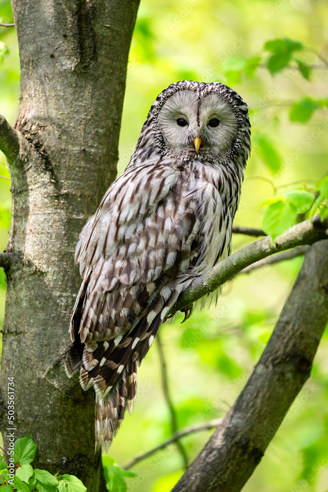 Sticker ural owl ( strix uralensis ) in spring forest