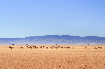 Fototapeta na wymiar Landscape in the Namib Desert / Landscape with a herd of springbok in the Namib Desert, Namibia, Africa.