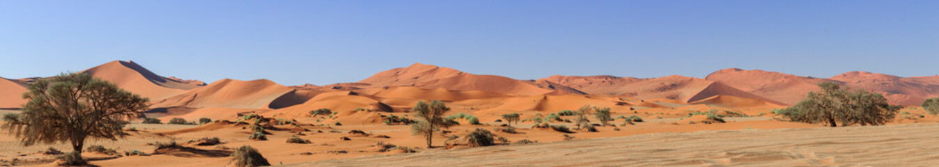 Acacia trees and dunes in the Namib desert / Dunes and camel thorn trees , Vachellia erioloba, in...