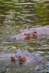 pływający w wodzie hipopotam, widoczne oczy i uszy