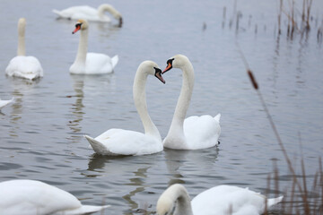 The couple of swans with their necks form a heart. Mating games of a pair of white swans. The mute swan, latin name Cygnus olor. Swans swimming on the water in nature. Valentine's Day background.