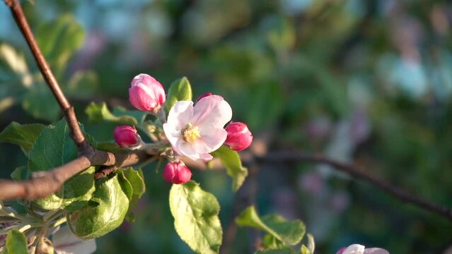 Slow motion. Pink and white flower on an apple tree