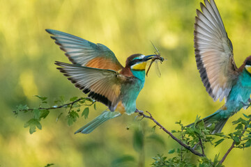 Colorful European bee-eater - Merops apiaster - perched with spread wings and dragonfly in beak with green background. Photo from Dobrich, Bulgaria.