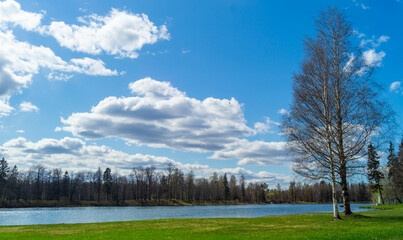 landscape with trees