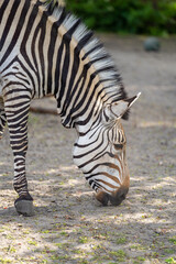 zbliżenie na głowę zebry © Arkadiusz