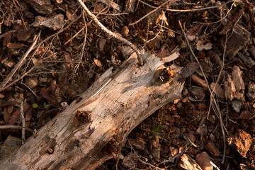 Fallen tree of wood with warm autumn tones