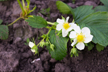 Blooming strawberry bush. White flower with a yellow center. Strawberry berry flower