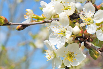 White cherry blossoms of a cherry tree in a sunny spring day, scientific name Prunus cerasus 