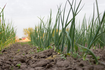 Young onion in the ground. Green onion feathers, rural garden with green onions