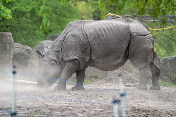 nosorożec wzniecający kurz w zoo © Arkadiusz