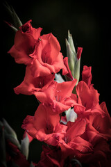 Vertical shot of beautiful vibrant red flowers on a blurry black background