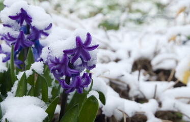 March April Spring flowers, hyacinth covered with late snow or spring snow, common in Europe in...