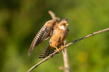 Red-footed falcon male - alco vespertinus - landing on perch with spread wings and dark green background. Photo from Kisújszállás in Hungary