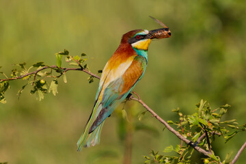 Colorful European bee-eater - Merops apiaster - perched with beetle in beak with green background. Photo from Dobrich, Bulgaria.