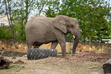 bardzo stary słoń afrykański w zoo - obrazy, fototapety, plakaty