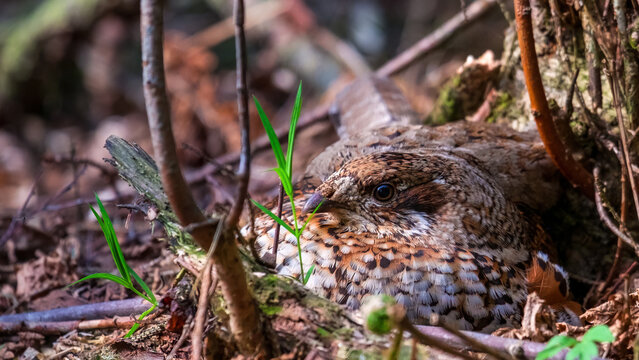 Grouse. A female grouse in a nest in the woods, incubating her eggs