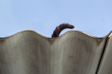 O rabo de um gato que está deitado sobre o telhado de uma casa. - obrazy, fototapety, plakaty