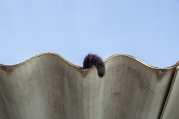 O rabo de um gato que está deitado sobre o telhado de uma casa. - obrazy, fototapety, plakaty