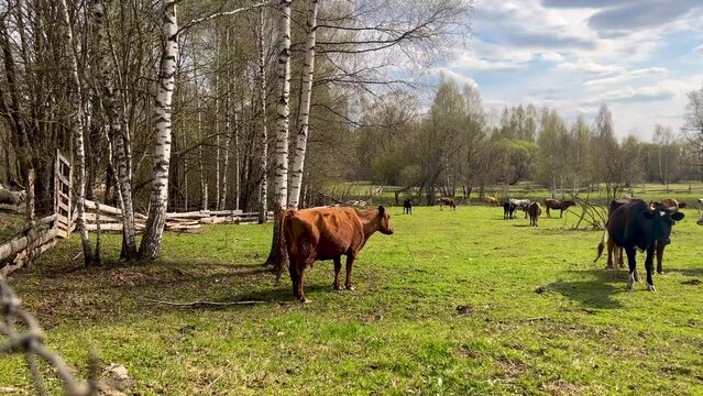 The brown cow is pooping. Herd of cows grazing in the pasture