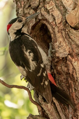 Syrian woodpecker - Dendrocopos syriacus - on tree close to hollow. Photo from Kisújszállás in Hungary.