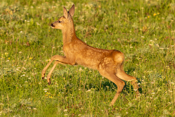 Roe deer - Capreolus capreolus  - jumping on meadow with some flowers. Photo from Kisújszállás in Hungary.