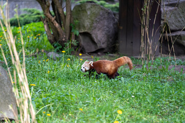 biegnąca pandka ruda, panda mała, panda czerwona, panda ruda, panda mniejsza w zoo - obrazy, fototapety, plakaty