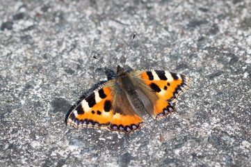 Fototapeta na wymiar Small Tortoiseshell butterfly on stony ground