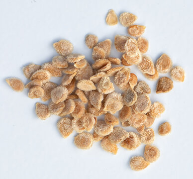 High quality tomato seeds on a white background