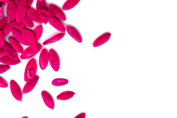 High quality cucumber seeds on a white background.