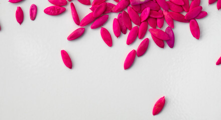 High quality cucumber seeds on a white background.