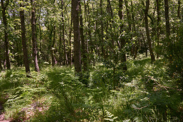 A large forest covered with green ferns