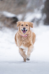 golden retriever running