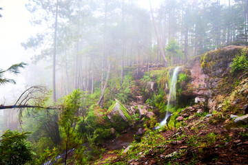woods with fog and misterious spring waterfall and big pines in the background, green grass and moss in forest of mexiquillo Durango 