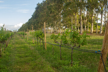 Fototapeta premium grande plantação de uvas com eucaliptos ao fundo em um fim de tarde