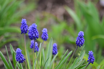 flowers in the field