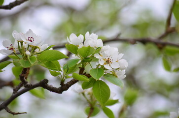 blossom
