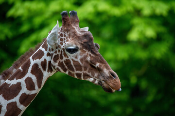 portrait of a giraffe