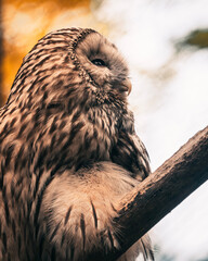 great horned owl