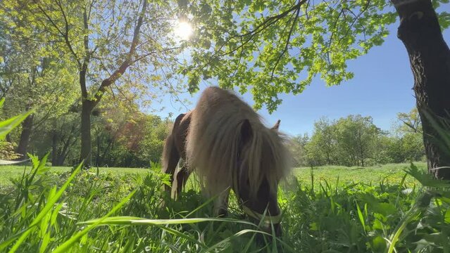 Brown pony grazes on a green meadow on a sunny spring day. Front view. Low angle shot