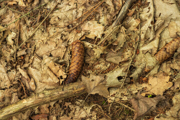 Flat lay - pine cone lies in brown leaves.