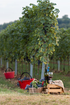 Freshly picked Corvina grapes with bottle and glass of wine in the vineyard