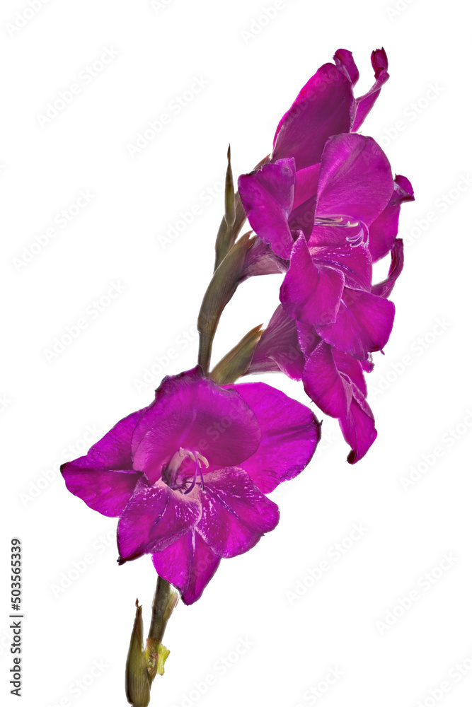 Wall mural large dark purple gladiolus flower on white